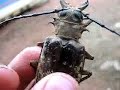 Crazy Large Cameroonian Beetle