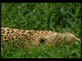 Jaguars mating very quickly