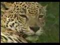 Jaguars mating very quickly