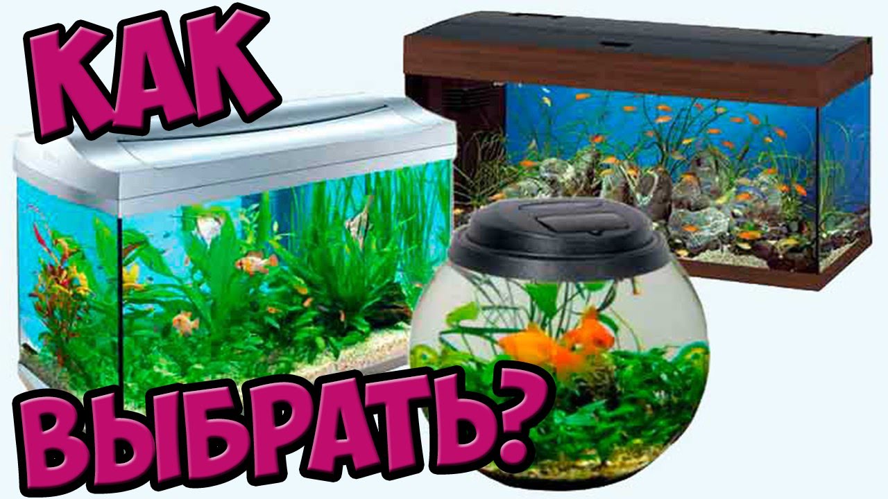 КАК ВЫБРАТЬ АКВАРИУМ?