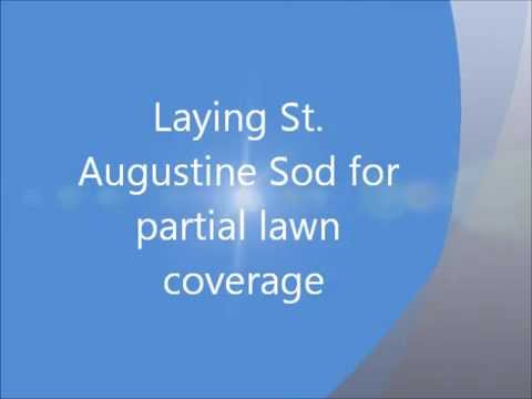 how to replant saint augustine grass
