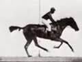 MUYBRIDGE MOVES