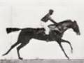 MUYBRIDGE MOVES