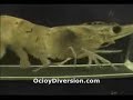gamba corriendo en cinta mecanica