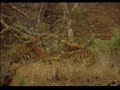 In the Wild: Tigress attacks Elephant ( Good Quality )