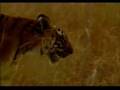 In the Wild: Tigress attacks Elephant ( Good Quality )