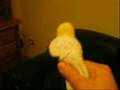videos de IL PINGUINO