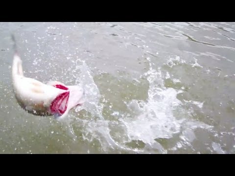 Spring Bass Fishing with Spinnerbaits