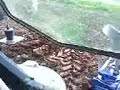 agrotron 135 + charrue ov�rum