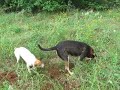 dIRT dOG 007.AVI