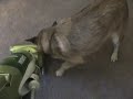 Attack of the Vacuum