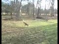 Swinging Buck
