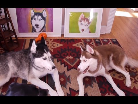 TALKING DOGS DEBATE ART! - SUBTITLED
