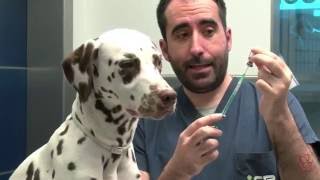  2 - La importancia de la vacunación en perros.   