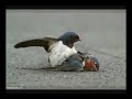 Faithful Birds