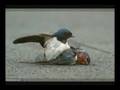 Faithful Birds