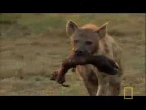 Single Hyena vs African Wild Dogs