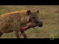 Single Hyena vs African Wild Dogs Single Hyena vs African Wild Dogs