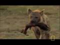 Single Hyena vs African Wild Dogs