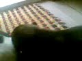 three puppies with their mom..