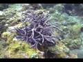 Row_Pore_Rope_Sponge-East_Bank_5-2008.08.09-2048KBs.mp4