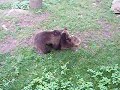 Braunb�ren im Skansen