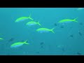 Ocean Karma