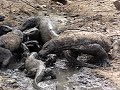 Komodo Dragons eating deer