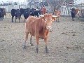 La novilla de \"Ferroni\" se calienta