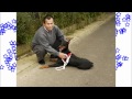 2年間看板犬の犬が新しい家族へノウァnowhaWeb-No1