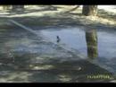 Fauna de la FCPyS