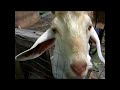 GOATS