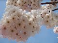 De Milagro son las Cerezas De Milagro son las Cerezas