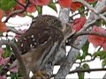 Pygmy Owl in Trinidad