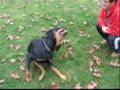 Zeus - Rottweiler does some pretty cool tricks.