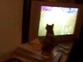 LA GATA GRISI FUTBOL MIRANDO FUTBOL X TV (1)