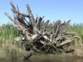 Canoeing the Skagit River Delta
