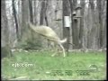Squirrels