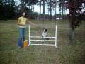 Agility training with Cookie/ hurdles