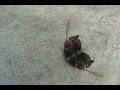videos de In/secta