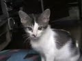 munying3