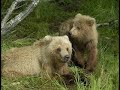 Alaska - Katmai National Park - grizzly bears