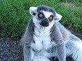 lemur-eyes.html
