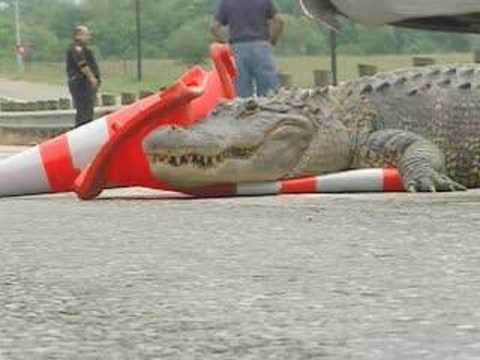 alligator - a alligator ties up traffic on loop 410 in san antonio.