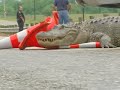 410 Alligator attack