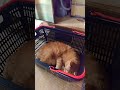 イオンマイバスケットの中に入ってる猫🐱 #toraneko #cat #かわいい猫 #cute #cutecat #茶トラ猫 #猫のいる暮らし #猫のいる生活 #猫好きさんと繋がりたい