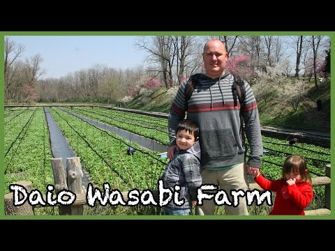how to grow wasabi