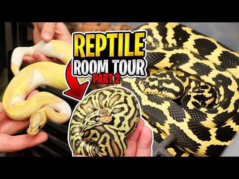 YouTube reptile video