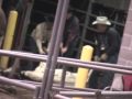 Does Southwest Air Fly Unsafe Planes Because of Rodeos?