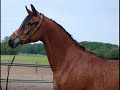 Click here to watch this video Pure Egyptian Mare Paya K